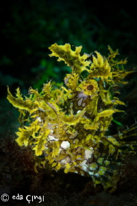 weedy scorpionfish (rhinopias frondosa) 
 by Eda Çıngı 